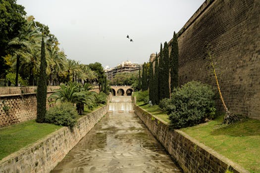 Palma 6