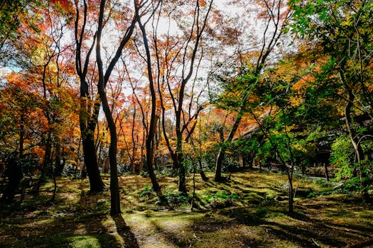 Kyoto 8